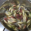 穏やかではないですよとみょうがの甘酢漬けを作る
