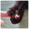 黒猫の愛情