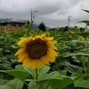 ひまわり🌻五分咲き