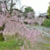 上品蓮台寺の桜2021。見頃や開花状況。穴場です。