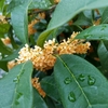 Osmanthus fragrans