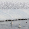 初春の丹頂（1月3日）