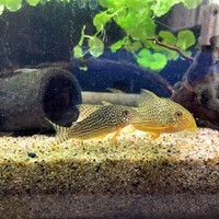 コリドラス ピグミーの稚魚が産まれました ゆるゆるループ ときどきジャンプ コリドラス ピグミーの稚魚が産まれました ゆるゆるループ ときどきジャンプ