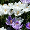 花言葉を花の名前のアイウエオ順で並べてみました！