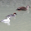 ２月の水上池の鳥