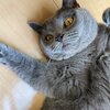 食べすぎお化け(コテツ　猫　 1歳)