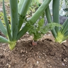 坊主知らずのネギ？🥬