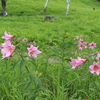 色とりどりの多彩な花を楽しめる福島県の初夏の花スポット＜後編＞8選