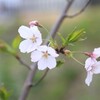 東京の桜開花予想日は気象情報会社が3月15日と21日と予測