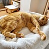 こたつ撤去ならず「夏仕様こたつ要塞」にモデルチェンジ