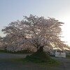 栃木市西方の金崎に行ってきました！夕暮れの桜。