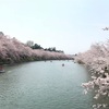 今年の弘前公園の桜を収める