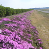 町の芝桜&ウォーキング中に出会った花