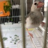 【文鳥】必要なグッズを揃えよう