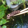 ミツガシワに蛾の幼虫、ホトトギス、東洋ラン
