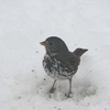 Fox Sparrow