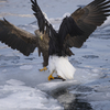 道東野鳥の旅３−２（流氷らしきツアー）