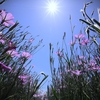 ムギナデシコ【鼻高展望花の丘・５月７日開花状況その②】