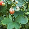 「100才」を迎えるということ🌷