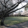 水前寺公園　桜満開