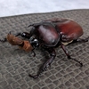 🪲カブトムシが羽化しました❗