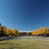 「とある昭和記念公園のイチョウ並木 2016」