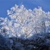 【雪桜】迫力の大氷柱と満開の雪桜（蔵王仙人沢アイスガーデン※氷瀑）