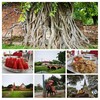 タイ旅行 5日目 日帰りでアユタヤへ