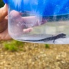 山でもう１匹トカゲを捕まえた話。