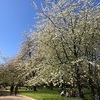 ソー公園でお花見