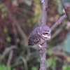 インドコキンメフクロウ Spotted Owlet
