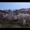 【光城山の桜】