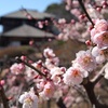 実は美人の産地だった！茨城県【2025年版】