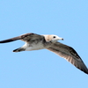 快晴の空を飛ぶウミネコ