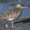 近くの県に鳥を見に行った日記（２０２２　０４３０）その１。