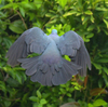隣の隣の県の離島へ鳥を見に行った日記（２０２４　０５０２～０５０６）その１０。