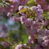 2018年金澤桜百景総集編（八重桜）