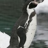 フンボルトペンギン　337番
