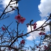『沖縄　八重瀬　公園』桜を見に行ったよ！