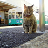 平木駅で何度も出会った駅ネコ