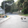 津々浦々旅行記　宮城　猫の島・田代島編②