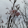 庭の桜が開花しました