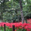 【2018年】巾着田の曼珠沙華公園に二日連続で行きました。