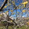 #今年の河津桜は少し遅いみたいです