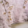 4/11 いたすけ古墳の桜