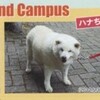 259大学犬はなちゃんの日常（その246）