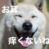 犬に最もストレスが少ない耳の治療薬「オスルニア」、嫌な治療は動物病院にまかせましょう