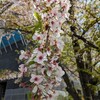 お花見×２