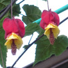 9月の花３