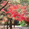 阿波国便り・植物園篇